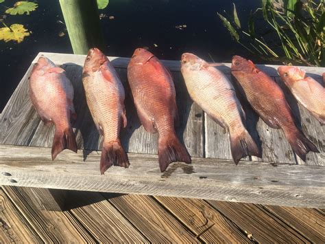 mango fishing|www.mangofishing.com.